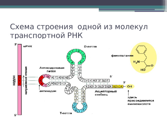 Процесс формирования комплекса трнк с аминокислотой. Строение транспортной РНК. Задачи на Синтез белка. Задачи на Биосинтез белка 10 класс. Задачи на Синтез белка ЕГЭ биология.