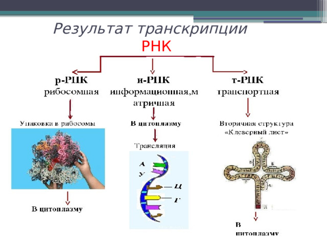  Результат транскрипции   РНК 