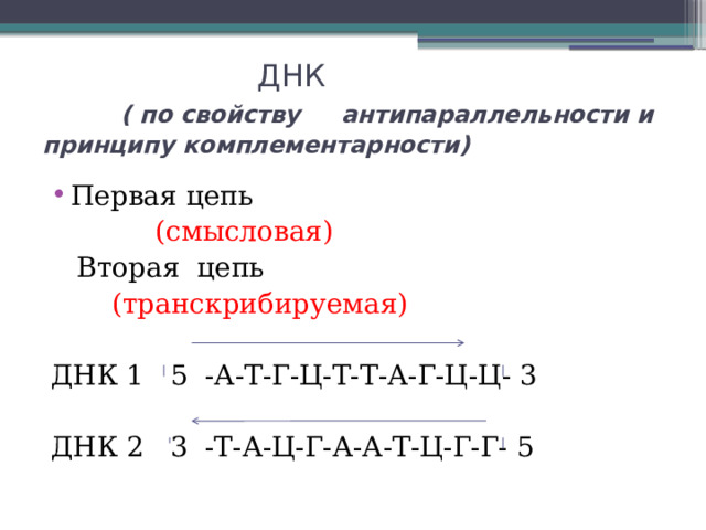  ДНК ( по свойству антипараллельности и принципу комплементарности) Первая цепь  (смысловая)  Вторая цепь  (транскрибируемая) ДНК 1 5 -А-Т-Г-Ц-Т-Т-А-Г-Ц-Ц- 3 ДНК 2 3 -Т-А-Ц-Г-А-А-Т-Ц-Г-Г- 5 