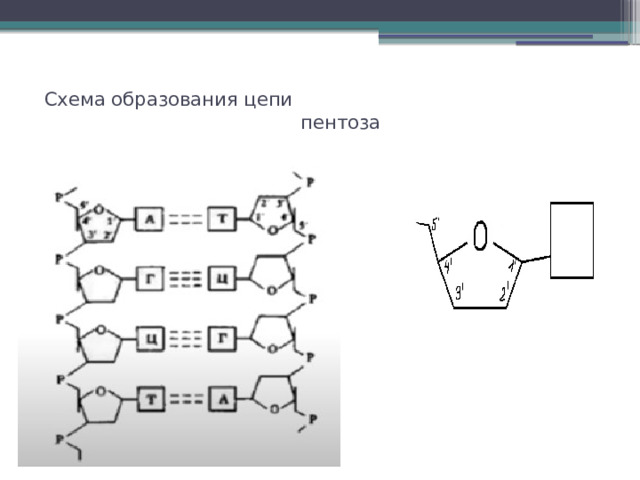Схема образования цепи  пентоза 