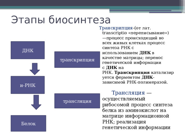 Этапы биосинтеза  Транскрипция -( от лат. transcriptio «переписывание») —процесс происходящий во всех живых клетках процесс синтеза РНК с использованием  ДНК  в качестве матрицы; перенос генетической информации с  ДНК  на РНК.  Транскрипция  катализируется ферментом  ДНК -зависимой РНК-полимеразой.   Трансляция — осуществляемый рибосомой процесс синтеза белка из аминокислот на матрице информационной РНК; реализация генетической информации ДНК транскрипция и-РНК трансляция Белок 