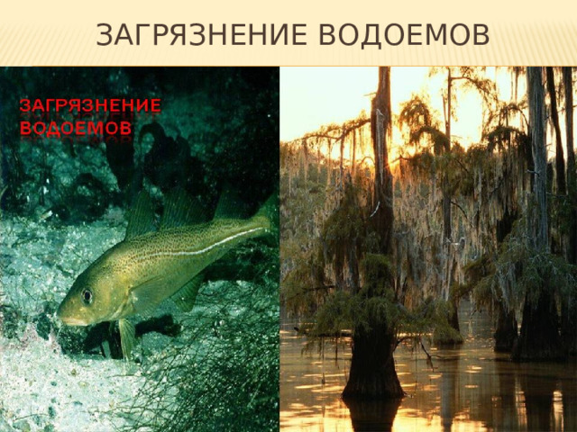 Загрязнение водоемов 