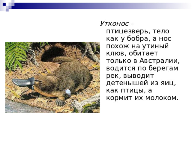 Утконос – птицезверь, тело как у бобра, а нос похож на утиный клюв, обитает только в Австралии, водится по берегам рек, выводит детенышей из яиц, как птицы, а кормит их молоком. 