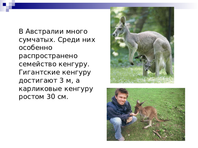  В Австралии много сумчатых. Среди них особенно распространено семейство кенгуру. Гигантские кенгуру достигают 3 м, а карликовые кенгуру ростом 30 см. 