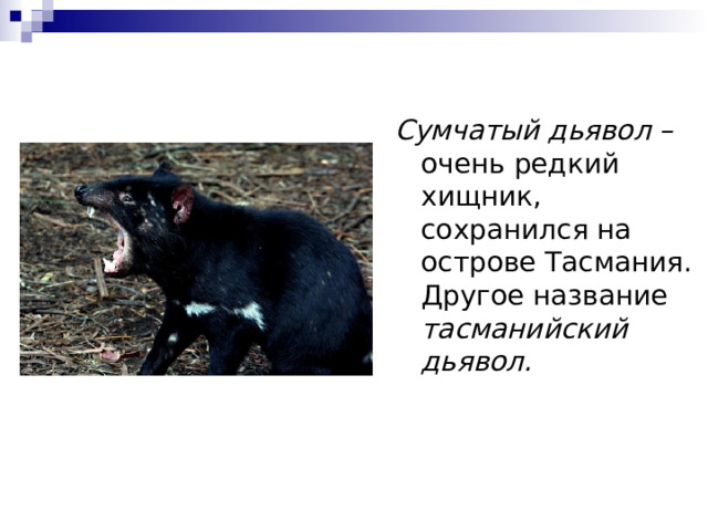 Сумчатый дьявол – очень редкий хищник, сохранился на острове Тасмания. Другое название тасманийский дьявол. 