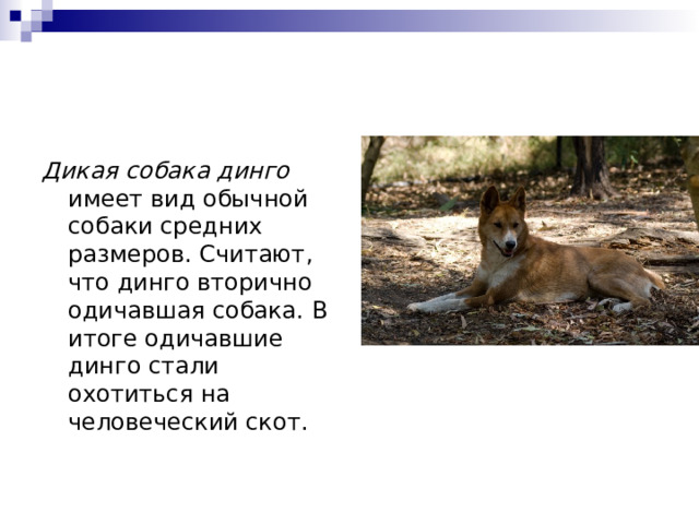 Дикая собака динго имеет вид обычной собаки средних размеров. Считают, что динго вторично одичавшая собака. В итоге одичавшие динго стали охотиться на человеческий скот. 