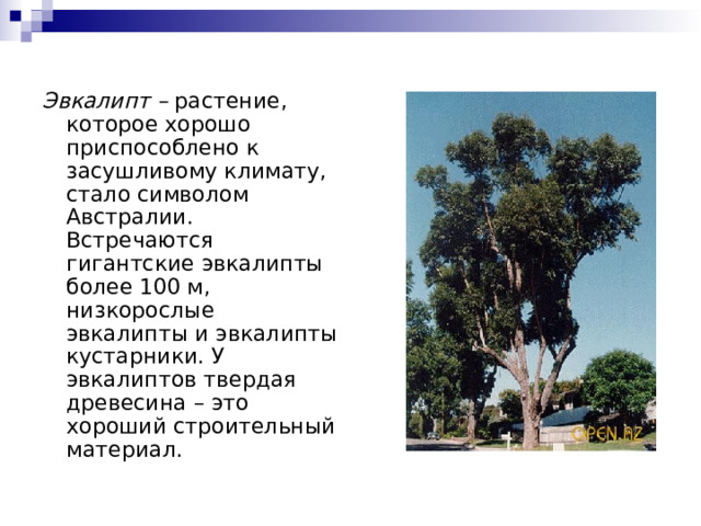 Эвкалипт – растение, которое хорошо приспособлено к засушливому климату, стало символом Австралии. Встречаются гигантские эвкалипты более 100 м, низкорослые эвкалипты и эвкалипты кустарники. У эвкалиптов твердая древесина – это хороший строительный материал. 