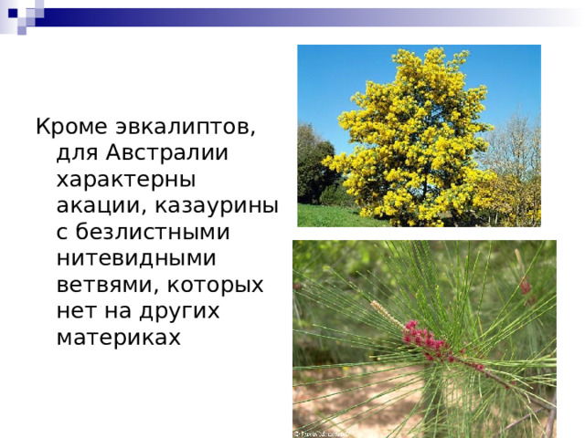 Кроме эвкалиптов, для Австралии характерны акации, казаурины с безлистными нитевидными ветвями, которых нет на других материках 