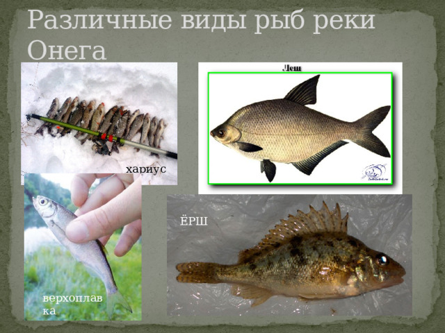 Различные виды рыб реки Онега хариус ЁРШ верхоплавка 