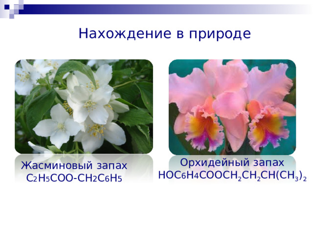 Нахождение в природе Орхидейный запах HOC 6 H 4 COOCH 2 C Н 2 СН(СН 3 ) 2 Жасминовый запах C 2 H 5 COO-CH 2 C 6 H 5 