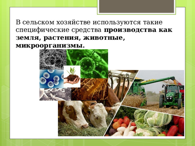 В сельском хозяйстве используются такие специфические средства производства как земля, растения, животные, микроорганизмы. 