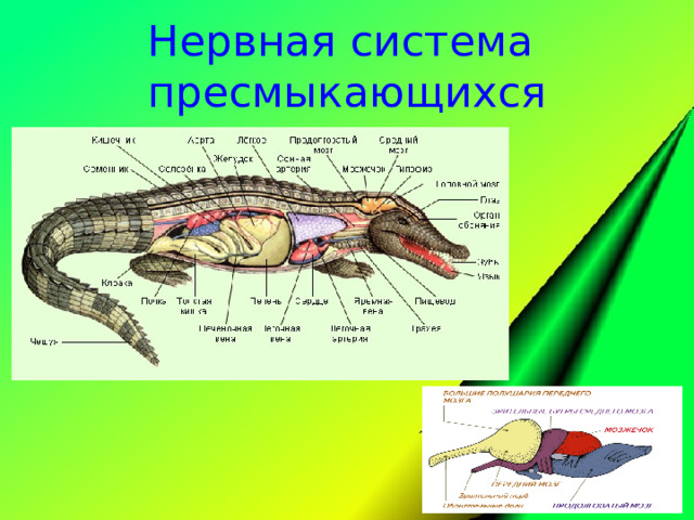 Печень ящерицы. Схема строения органов пищеварения у рептилий. Пищеварительный тракт пресмыкающихся. Пищевар система рептилий. Внутреннее строение пресмыкающихся.