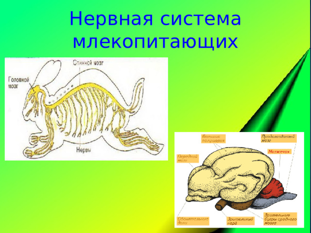 Нервная система и органы чувств млекопитающих