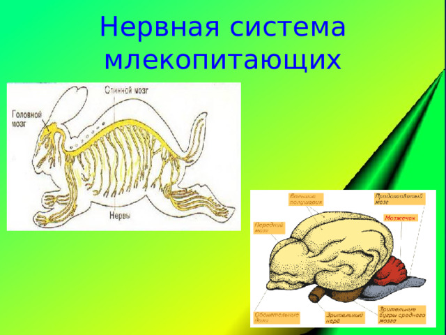 Нервная система органы чувств человека. Класс млекопитающие нервная система и органы чувств. Нервная система млекопитающих 7 класс. Строение нервной системы млекопитающих 7 класс. Нервная система млекопитающих кратко 7 класс.