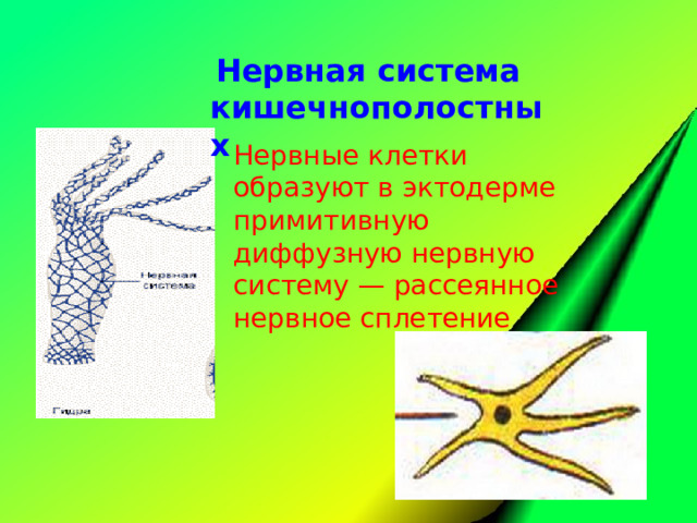 Радиальная симметрия диффузная нервная система анаэробное