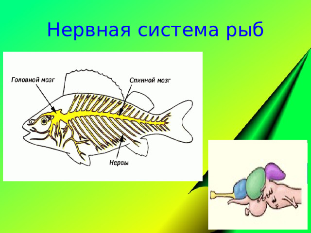 Нервная система рыб картинка