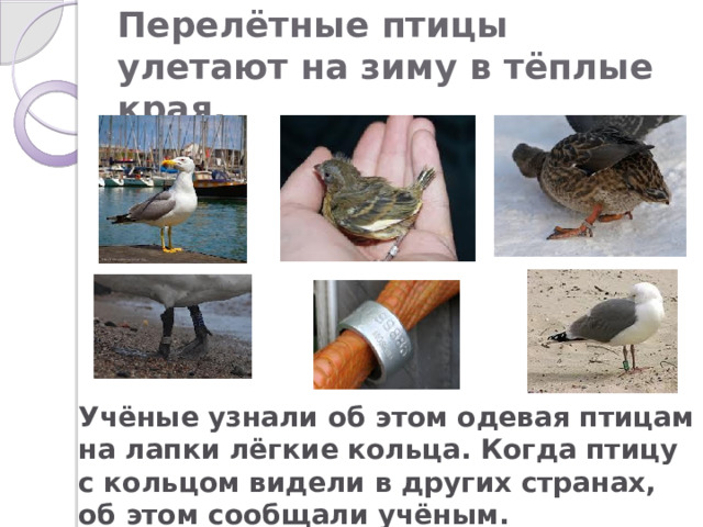 Куда улетают коршуны на зиму