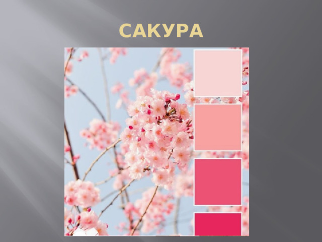 САКУРА 