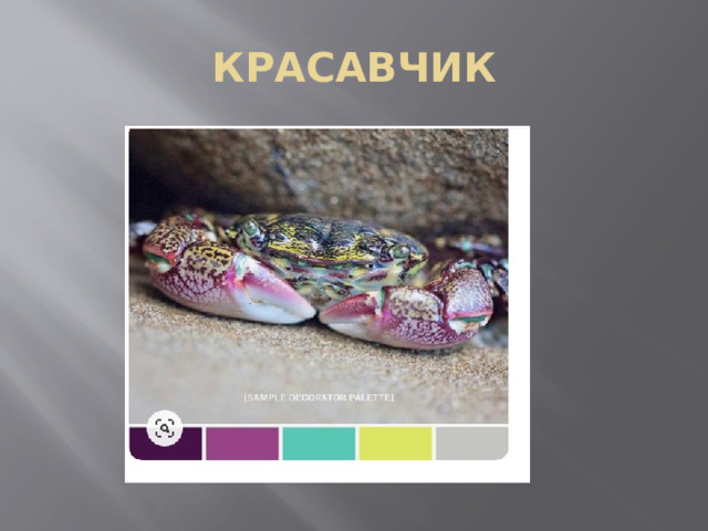 КРАСАВЧИК 