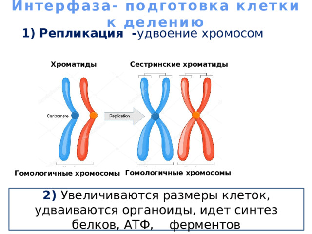 Интерфаза- подготовка клетки к делению   Репликация - удвоение хромосом Сестринские хроматиды Хроматиды Гомологичные хромосомы Гомологичные хромосомы 2) Увеличиваются размеры клеток, удваиваются органоиды, идет синтез белков, АТФ, ферментов 