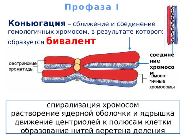 Профаза I   Коньюгация  – сближение и соединение гомологичных хромосом, в результате которого образуется бивалент соединение хромосом спирализация хромосом растворение ядерной оболочки и ядрышка движение центриолей к полюсам клетки образование нитей веретена деления 