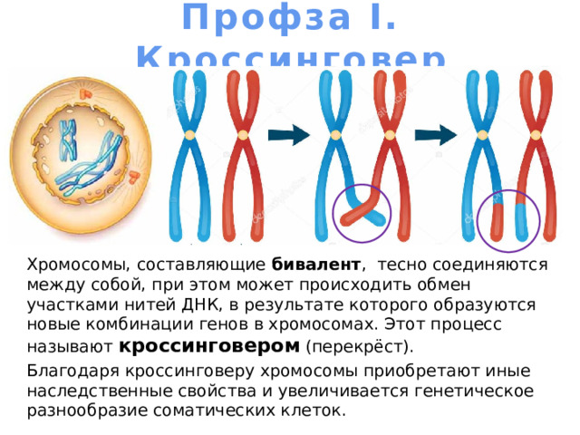 Профза I. Кроссинговер Хромосомы, составляющие бивалент , тесно соединяются между собой, при этом может происходить обмен участками нитей ДНК, в результате которого образуются новые комбинации генов в хромосомах. Этот процесс называют кроссинговером (перекрёст). Благодаря кроссинговеру хромосомы приобретают иные наследственные свойства и увеличивается генетическое разнообразие соматических клеток. 