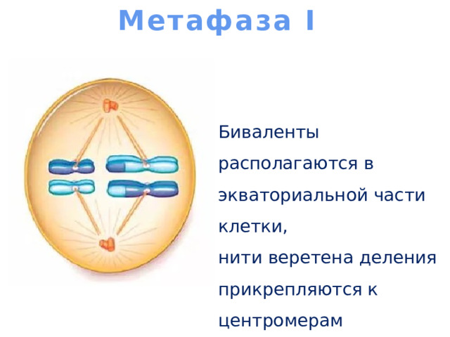 Метафаза I   Биваленты располагаются в экваториальной части клетки, нити веретена деления прикрепляются к центромерам хромосом 