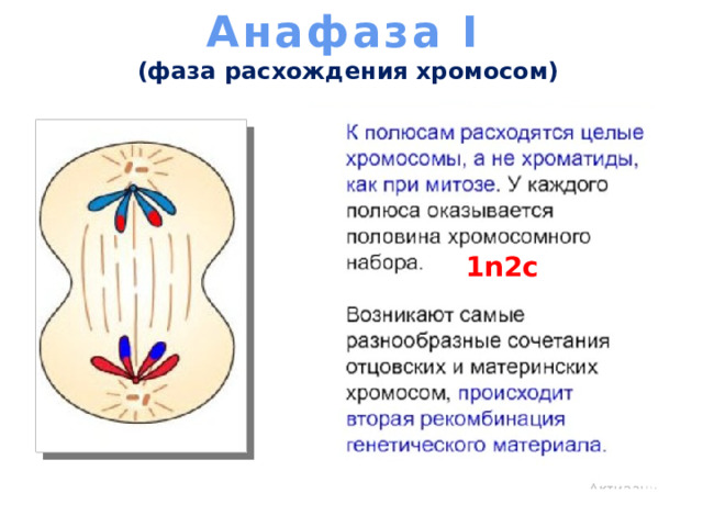 Анафаза I  (фаза расхождения хромосом)   1n2c 