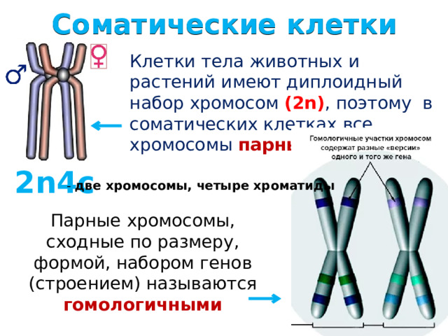 Соматические клетки Клетки тела животных и растений имеют диплоидный набор хромосом (2n) , поэтому в соматических клетках все хромосомы парные 2n4c - две хромосомы, четыре хроматиды Парные хромосомы, сходные по размеру, формой, набором генов (строением) называются гомологичными 