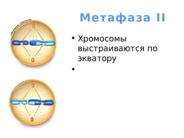 Метафаза II Хромосомы выстраиваются по экватору 