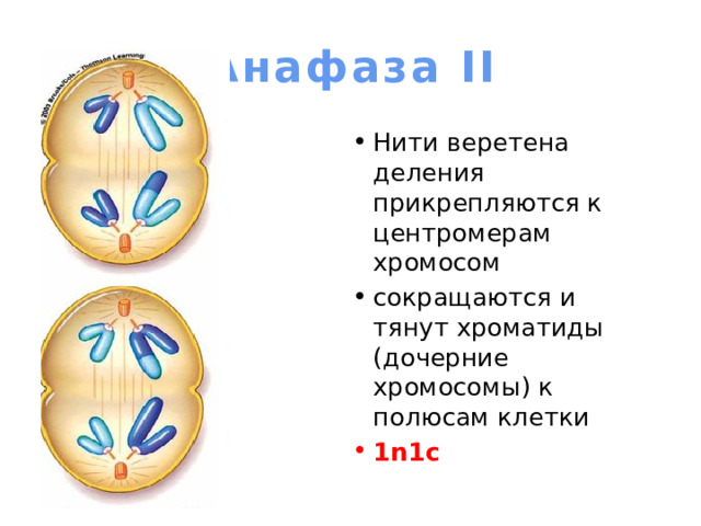 Анафаза II Нити веретена деления прикрепляются к центромерам хромосом сокращаются и тянут хроматиды (дочерние хромосомы) к полюсам клетки 1n1c 