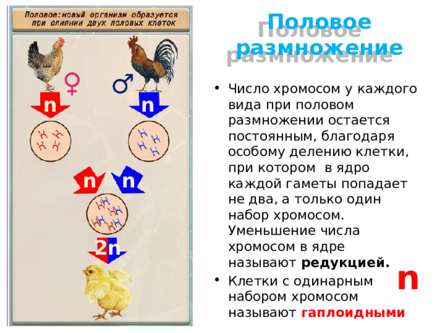 Половое размножение Число хромосом у каждого вида при половом размножении остается постоянным, благодаря особому делению клетки, при котором в ядро каждой гаметы попадает не два, а только один набор хромосом. Уменьшение числа хромосом в ядре называют редукцией. Клетки с одинарным набором хромосом называют гаплоидными n n n n 2n n 