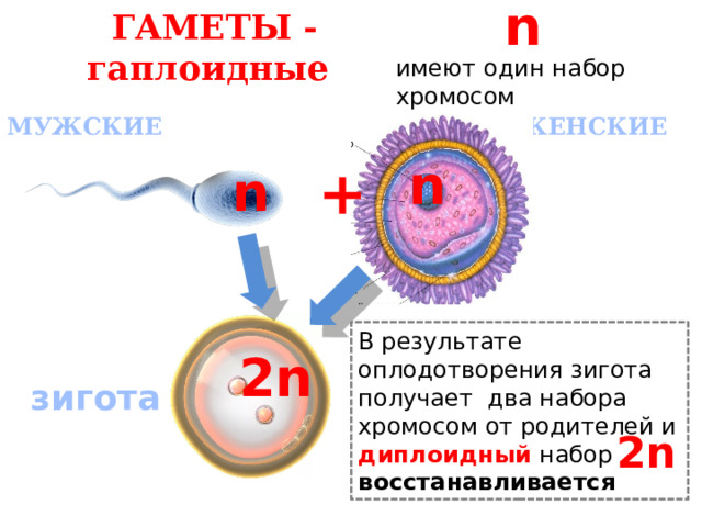 n ГАМЕТЫ -гаплоидные  имеют один набор хромосом ЖЕНСКИЕ МУЖСКИЕ n + n В результате оплодотворения зигота получает два набора хромосом от родителей и диплоидный набор восстанавливается 2n зигота 2n 