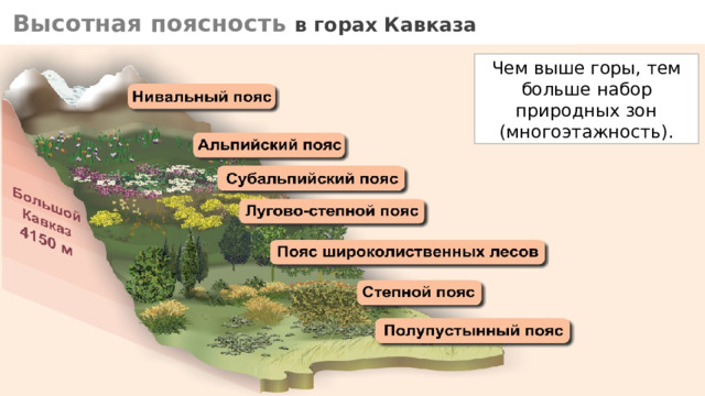 Высотная поясность Горная тундра Арктическая тундра 10 