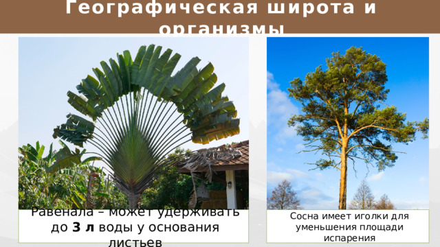  Как связаны  животные и растения  с природными условиями ? 10 