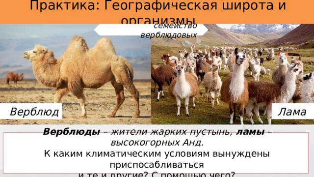 Географическая широта и организмы Распространение животных и растений подчинено закону географической зональности. Различные режимы освещённости, температур, влажности, существующие на планете, выработали у растений и животных приспособления к определённым природным условиям. Если среда обитания изменяется, то вид может оказаться под угрозой исчезновения. На изменение растительного и животного мира Равенала – может удерживать  до 3 л воды у основания листьев Сосна имеет иголки для уменьшения площади испарения 10 
