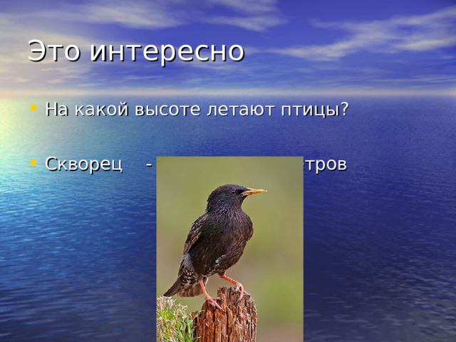 На какой высоте летают. Высота птиц. На какой высоте летают птицы. Максимальная высота птиц. На какой максимальной высоте летают птицы.