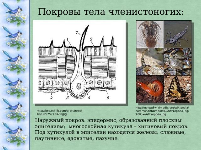 Покровы тела членистоногих: http://upload.wikimedia.org/wikipedia/commons/thumb/8/80/Arthropoda.jpg/300px-Arthropoda.jpg http://bse.sci-lib.com/a_pictures/18/10/275775420.jpg Наружный покров: эпидермис, образованный плоским эпителием; многослойная кутикула – хитиновый покров. Под кутикулой в эпителии находятся железы: слюнные, паутинные, ядовитые, пахучие. 