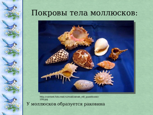 Покровы тела моллюсков: http://content.foto.mail.ru/mail/zainab_mf/_guestbook/i-106.jpg У моллюсков образуется раковина 