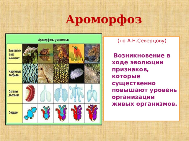 Ароморфоз картинки для презентации