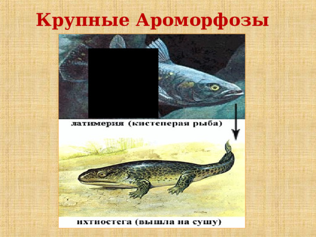 Крупные Ароморфозы 