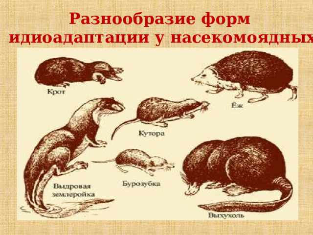 Разнообразие форм  идиоадаптации у насекомоядных 