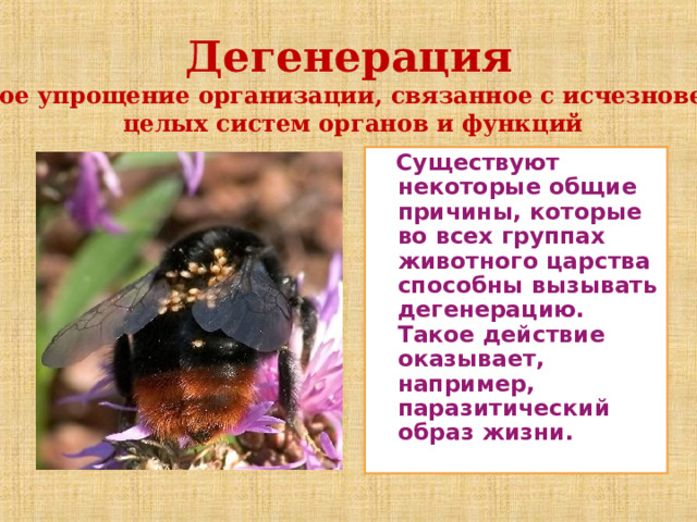 Дегенерация  резкое упрощение организации, связанное с исчезновением  целых систем органов и функций  Существуют некоторые общие причины, которые во всех группах животного царства способны вызывать дегенерацию. Такое действие оказывает, например, паразитический образ жизни. 