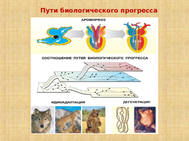  Пути биологического прогресса 