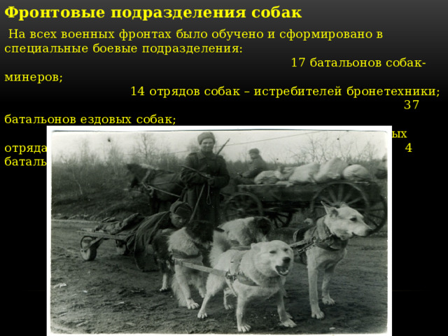 Фронтовые подразделения собак  На всех военных фронтах было обучено и сформировано в специальные боевые подразделения: 17 батальонов собак-минеров; 14 отрядов собак – истребителей бронетехники; 37 батальонов ездовых собак; 2 специализированных отряда; 4 батальона связных отрядов. 