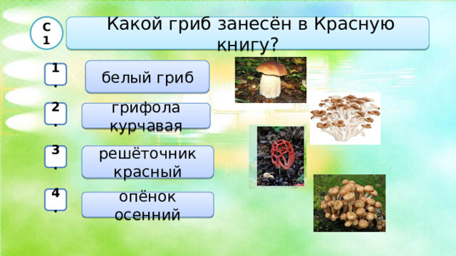  С1  Какой гриб занесён в Красную книгу?  белый гриб 1. 2. грифола курчавая решёточник красный 3. 4. опёнок осенний  