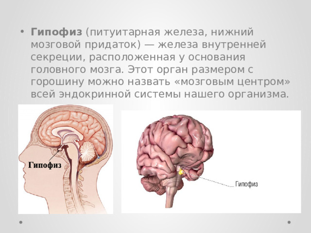 Гипофиз (питуитарная железа, нижний мозговой придаток) — железа внутренней секреции, расположенная у основания головного мозга. Этот орган размером с горошину можно назвать «мозговым центром» всей эндокринной системы нашего организма. 