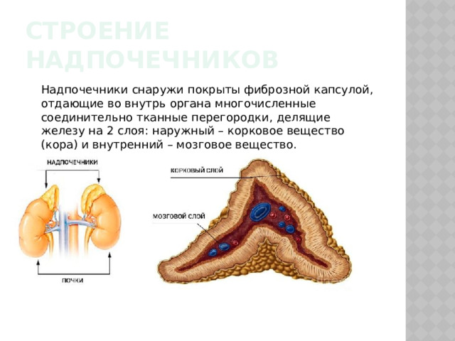 Мозговое вещество надпочечников презентация