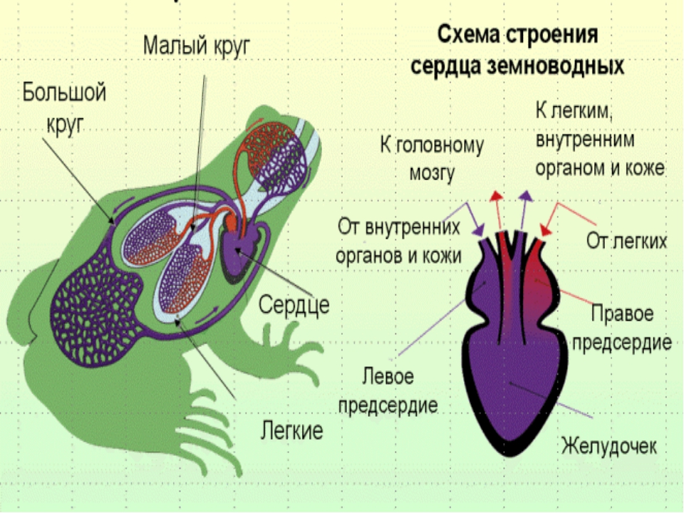 Земноводные печень. Строение сердца земноводных. Схема строения сердца земноводных. Схема строения сердца амфибий. Строение сердца лягушки 7 класс биология.