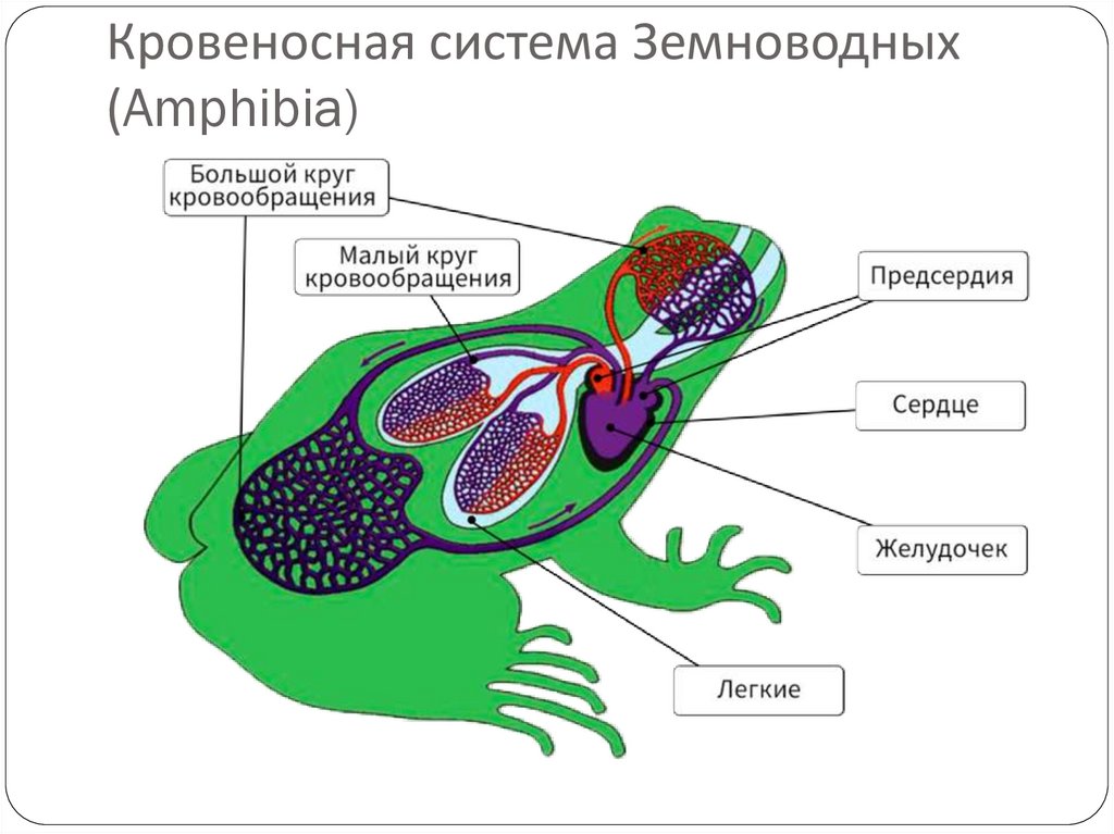 Земноводные строение кровеносной системы сходство и различия. Строение кровообращения лягушки. Строение кровеносной системы амфибий схема. Кровеносная система земноводных рисунок. Кровеносная система бесхвостых земноводных.